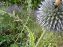 fleur_variee_20211127_1019244934